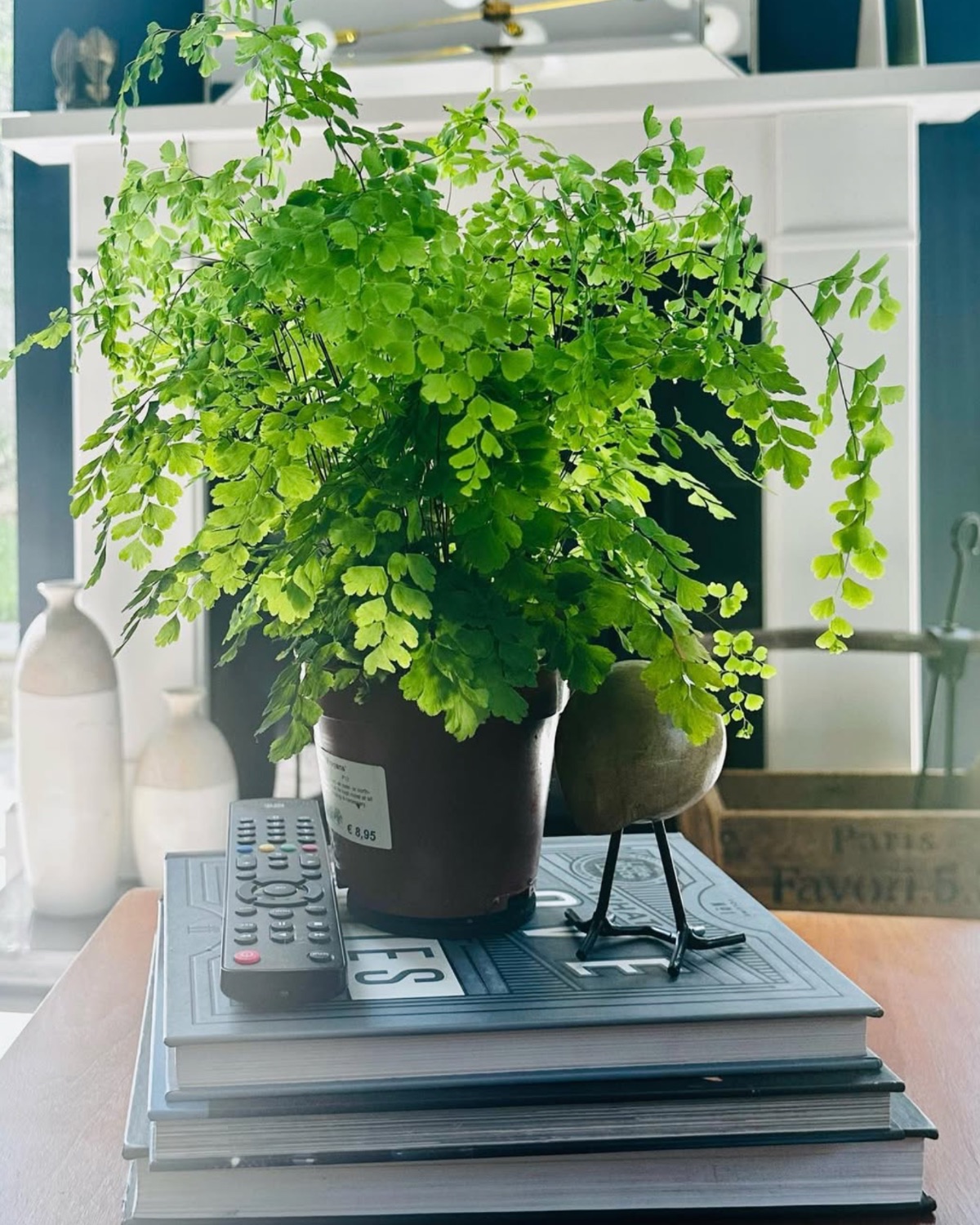 The beauty of small things — a fern on a stack of books